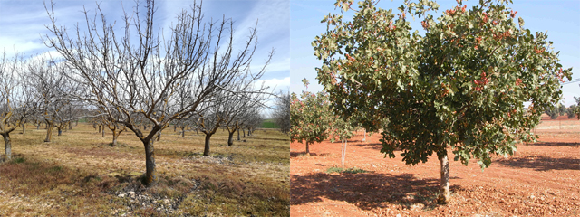 CIAG. Tutoriales Poda Pistacheros