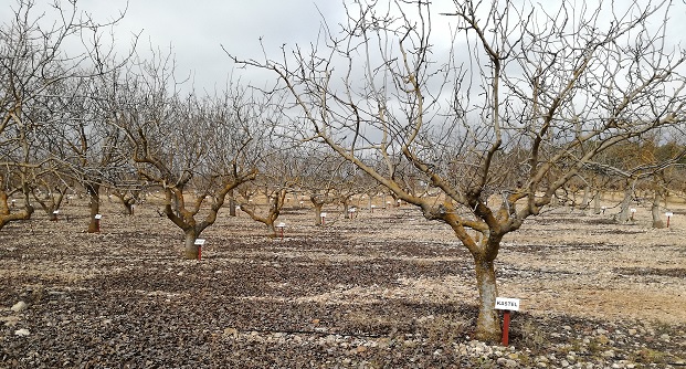 Unidad de Caracterización de Variedades y Colección de Referencia