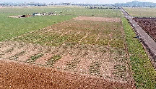 CIAG. Experimentación Agraria. Campo de Ensayo