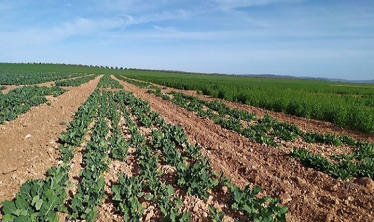 CIAG. Experimentación Agraria. Campo de Ensayo