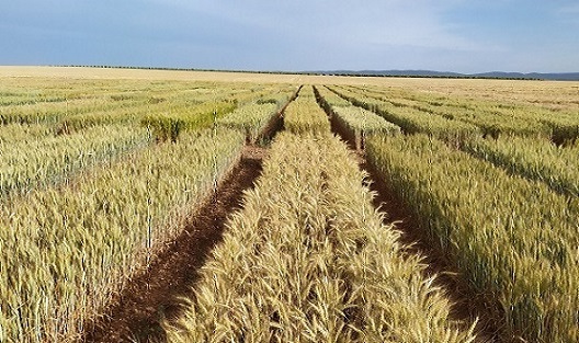 CIAG. Experimentación Agraria. Campo de Ensayo