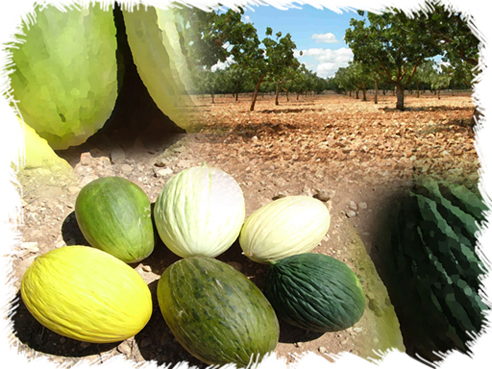 CIAG. Investigación de Hortícolas. IRIAF
