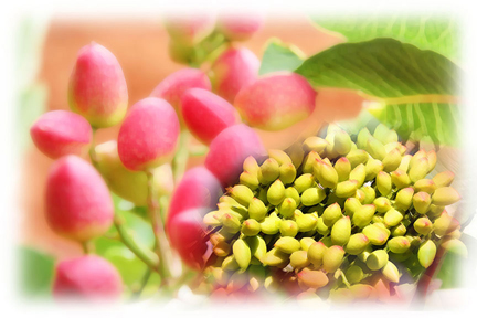 CIAG. Investigación de Leñosos (Pistacheros). IRIAF
