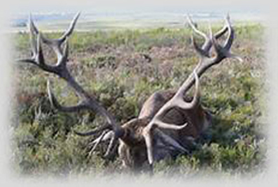 CIAG. Trofeos Caza. IRIAF