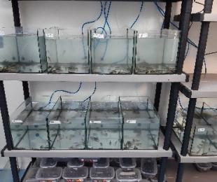 CIAG. Proyecto TerAmphiTox. Anfibios