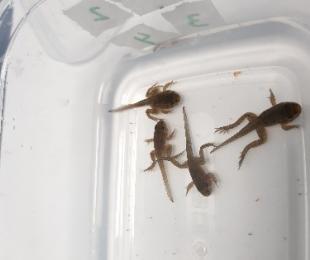 CIAG. Proyecto TerAmphiTox. Anfibios