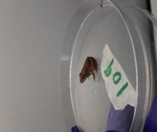 CIAG. Proyecto TerAmphiTox. Anfibios