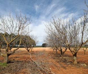IRIAF: Tutoriales Poda Pistachero 2021.