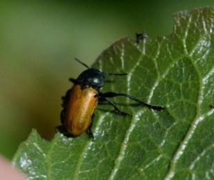 III Forum de Almendra y Pistacho en Talavera de la Reina. Plaga Clitra.
