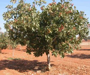 Secuenciar el ADN y el ARN del pistachero 1