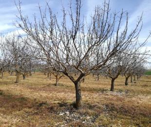 CIAG. Cursos de Formación 2021: Cultivo del Pistachero