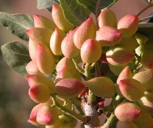 Secuenciar el ADN y el ARN del pistachero