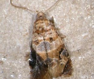 Polilla del Racimo. CIAG El Chaparrillo. IRIAF