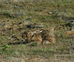 Investigadores IRIAF lideran Proyecto REGULA