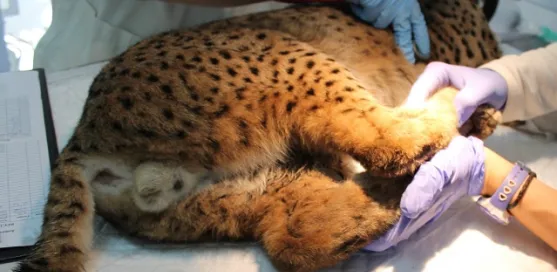 Lince Ibérico