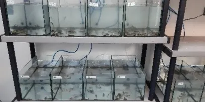 CIAG. Proyecto TerAmphiTox. Anfibios