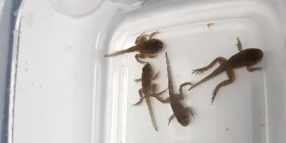 CIAG. Proyecto TerAmphiTox. Anfibios