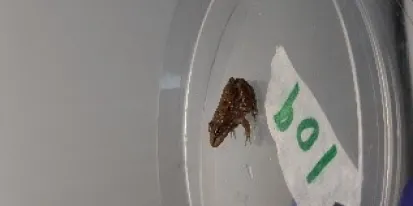 CIAG. Proyecto TerAmphiTox. Anfibios