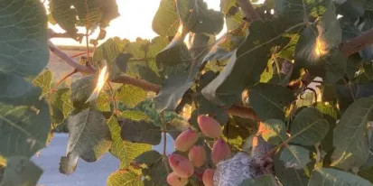 Castilla-La Mancha impulsa el sector del pistacho