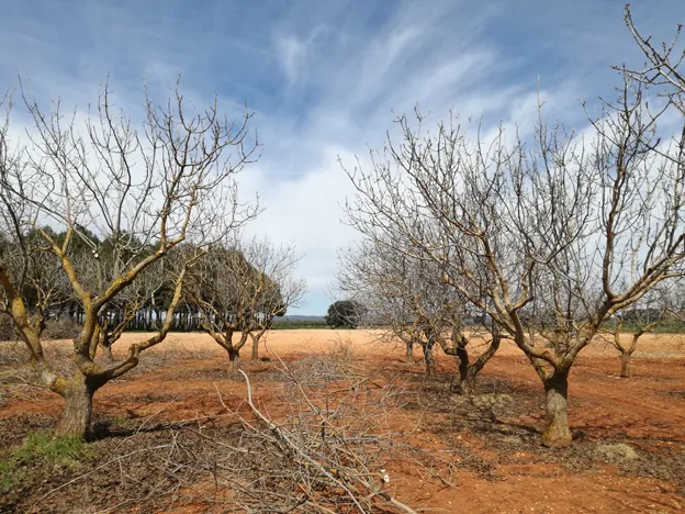 IRIAF: Tutoriales Poda Pistachero 2021.