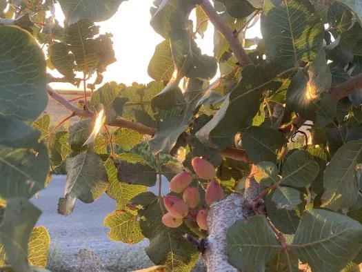 Castilla-La Mancha impulsa el sector del pistacho