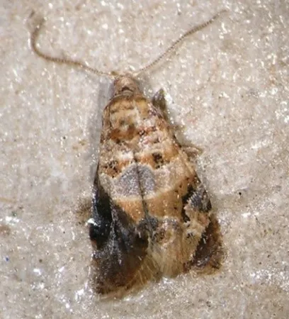 Polilla del Racimo. CIAG El Chaparrillo. IRIAF