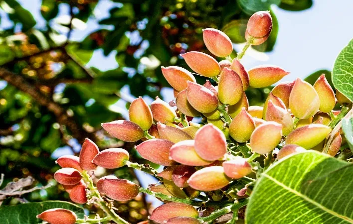 Pistachos