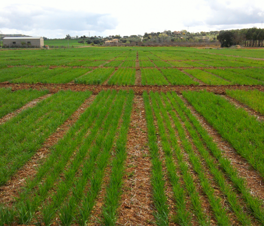 CIAG. Experimentación Agraria. IRIAF