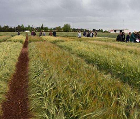 CIAG. Experimentación Agraria. IRIAF